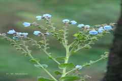 Paracaryopsis lambertiana